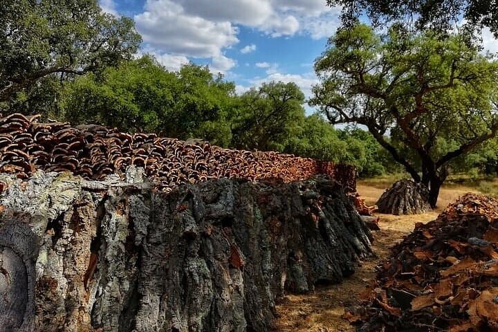 Jeep Cork Forest Tour Near Setúbal: Wine Tasting and Traditional Lunch photo 6