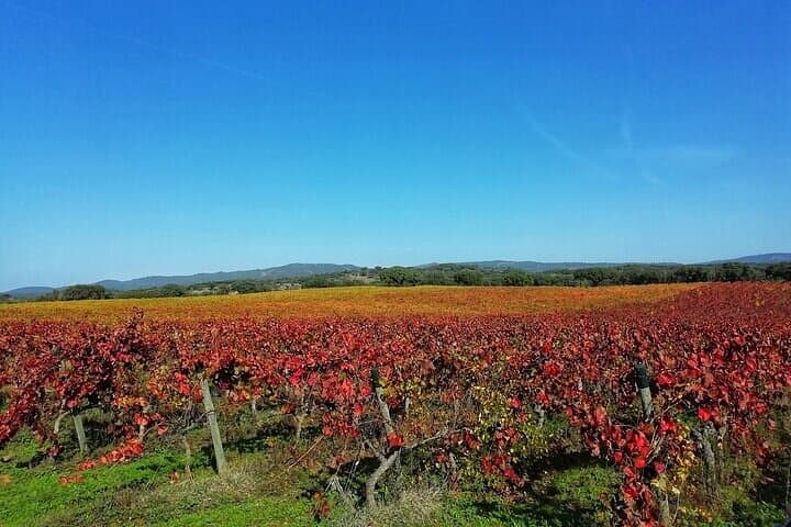 Jeep Cork Forest Tour Near Setúbal: Wine Tasting and Traditional Lunch photo 3
