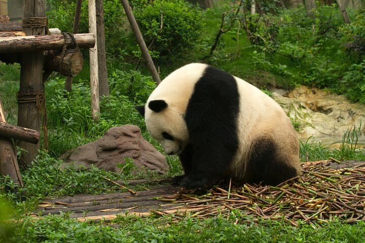 7-Day China Highlights Tour: Beijing, Xi'an & Chengdu Itinerary photo 5