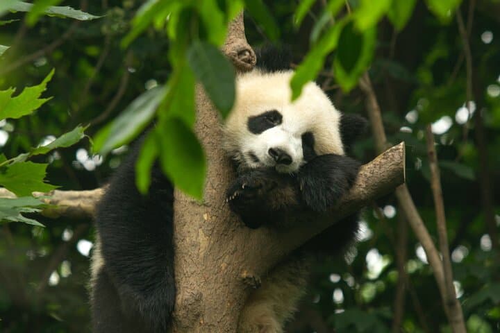 7-Day China Highlights Tour: Beijing, Xi'an & Chengdu Itinerary photo 6