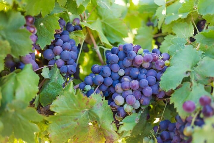 Stellenbosch Winelands Private Full-Day Wine Tour from Cape Town photo 3