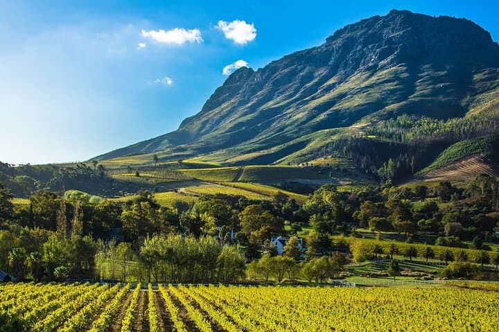 Stellenbosch Winelands Private Full-Day Wine Tour from Cape Town photo 6
