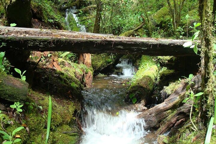 Llano Grande Waterfalls & Organic Coffee Farm Day Tour from Huatulco photo 3