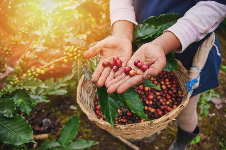 Llano Grande Waterfalls & Organic Coffee Farm Day Tour from Huatulco photo 6