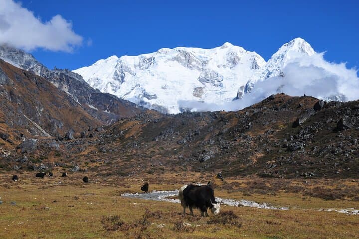Kanchenjunga Circuit Trek: Remote High-Altitude Journey to Pangpema Base Camp photo 3