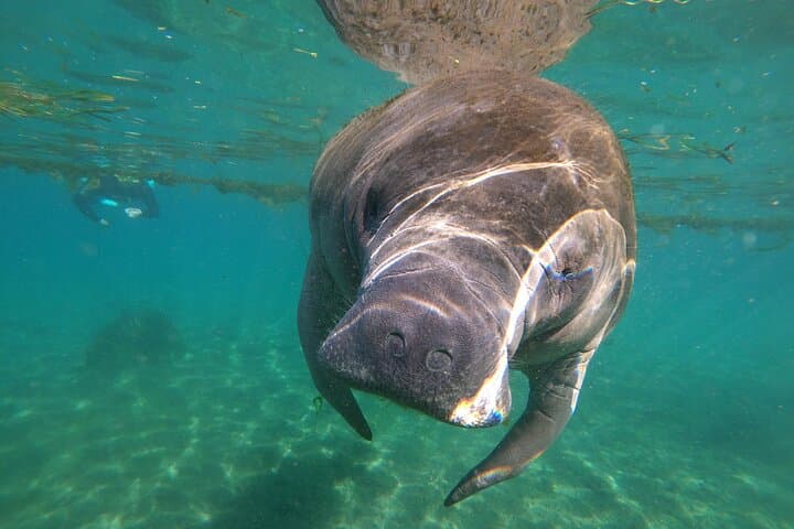 Crystal River Manatee Snorkel: 4-Hour VIP In-Water Guide Experience photo 2