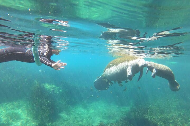 Crystal River Manatee Snorkel: 4-Hour VIP In-Water Guide Experience