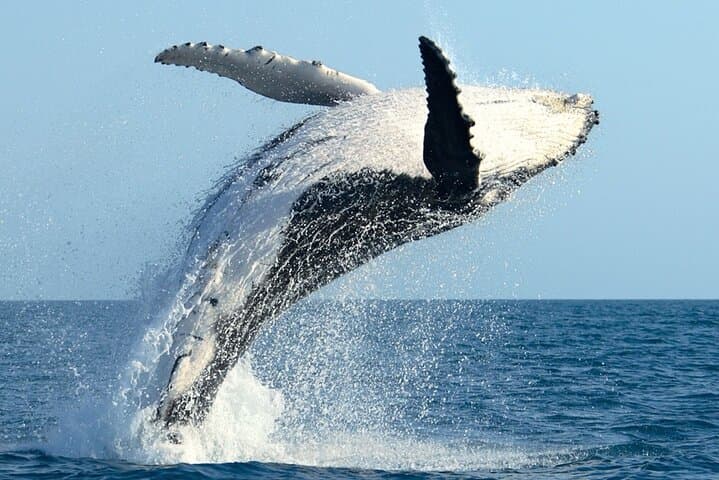 Experience Honolulu: Sunrise Whale Watching and Breakfast Cruise