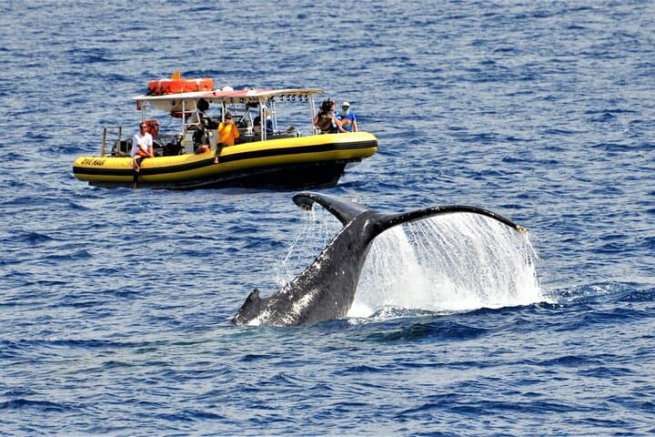 Small-Group Whale Watching Raft Tour from Lahaina — Maui Humpback Encounters