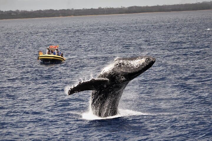 Small-Group Whale Watching Raft Tour from Lahaina — Maui Humpback Encounters photo 4