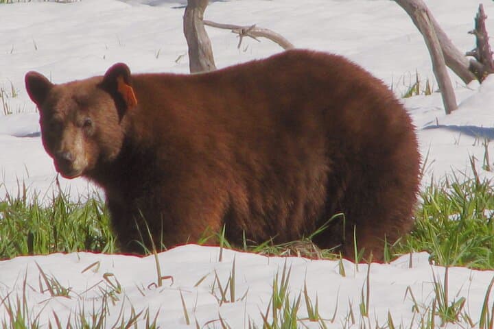 One-Day Private Yosemite Tour from San Francisco: Valley Views, Waterfalls & Sequoias photo 5