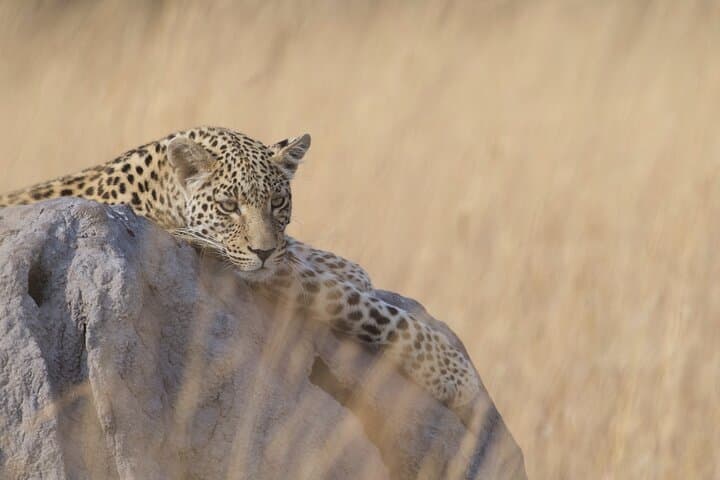 8-Day Chobe, Okavango & Victoria Falls Safari — Chobe, Elephant Sands and Moremi in One Trip photo 5