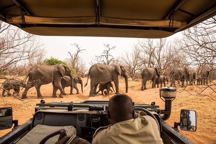 8-Day Chobe, Okavango & Victoria Falls Safari — Chobe, Elephant Sands and Moremi in One Trip photo 3