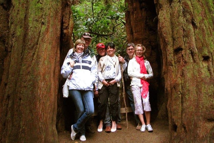 Muir Woods to Sonoma: Private Day Tour from San Francisco photo 2