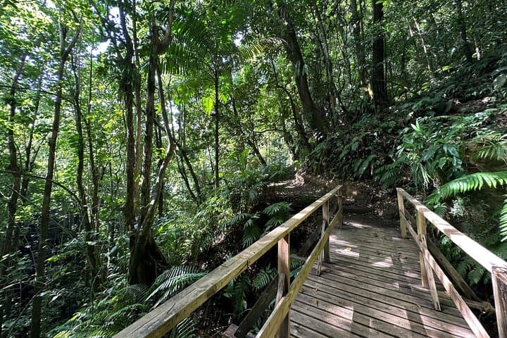 Vermont Nature Trail: Rainforest Walk & Parrot Spotting from Kingstown photo 4