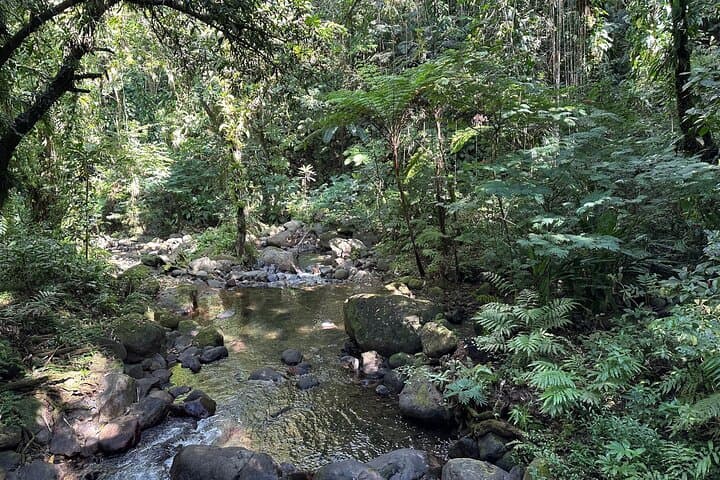 Vermont Nature Trail: Rainforest Walk & Parrot Spotting from Kingstown photo 3