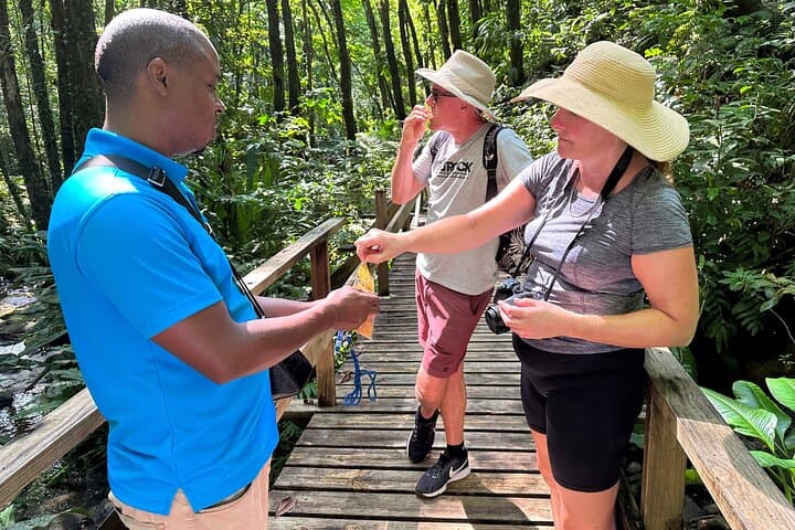 Vermont Nature Trail: Rainforest Walk & Parrot Spotting from Kingstown photo 5