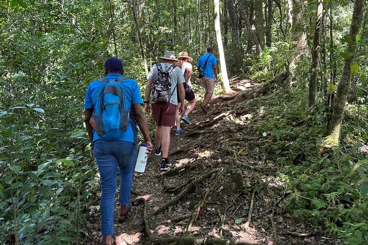 Vermont Nature Trail: Rainforest Walk & Parrot Spotting from Kingstown photo 6