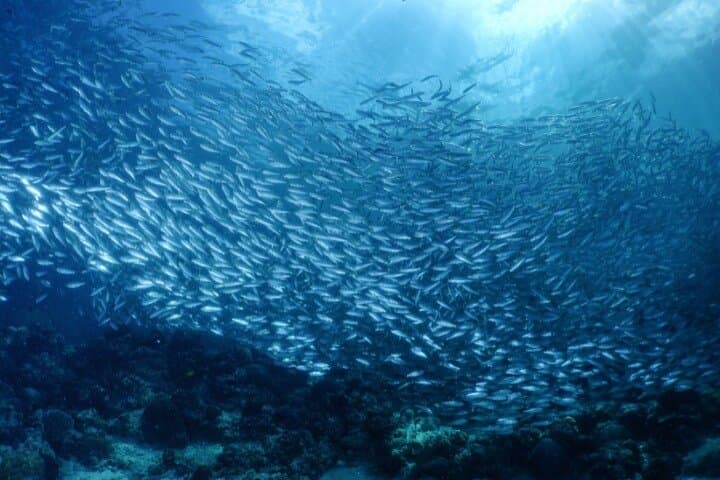 Moalboal Sardines Run: Private 1‑Hour Snorkel Tour Near Panagsama Beach photo 4