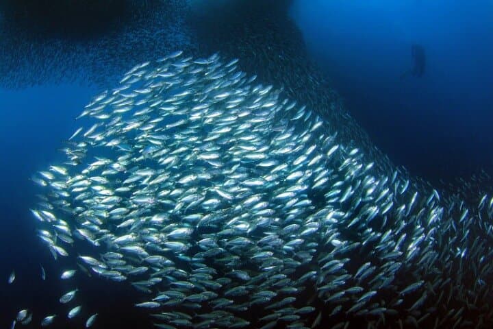 Moalboal Sardines Run: Private 1‑Hour Snorkel Tour Near Panagsama Beach photo 2