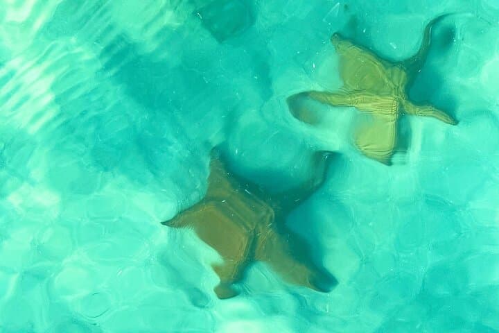 Saona Island Natural Pool & Starfish Tour from Punta Cana — Fast Boat and Catamaran photo 4
