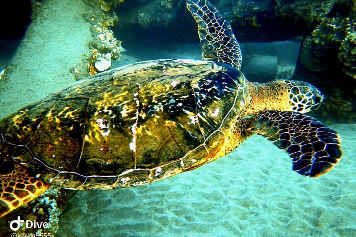 PADI Shore Scuba Lesson & Kahekili Beach Dive — Learn to Scuba in Maui photo 6