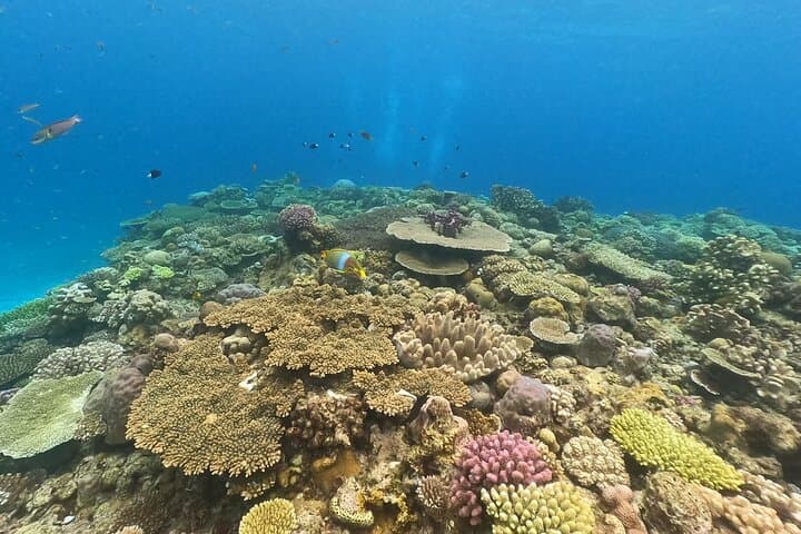 Okinawa Discover SCUBA: Two Guided Dives at Minna, Sesoko & Motobu photo 4