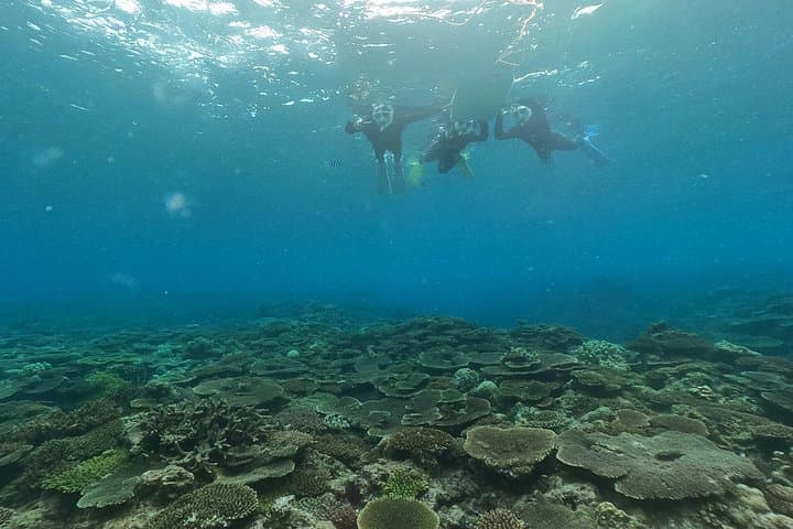 Okinawa Boat Snorkeling: Two-Stop Reef Tour at Minna, Sesoko & Motobu photo 3