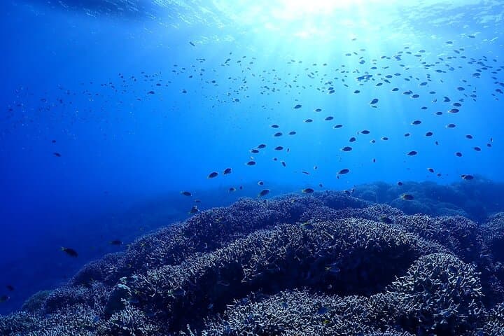 Okinawa Boat Fun Diving at Minna, Sesoko & Motobu — 2 Dives with Pro Instructors photo 4