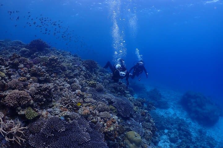 Okinawa Boat Fun Diving at Minna, Sesoko & Motobu — 2 Dives with Pro Instructors photo 5