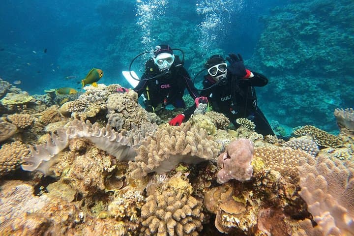 Okinawa 1-Dive SCUBA at Minna, Sesoko or Motobu — Beginner-Friendly Afternoon Dive photo 3