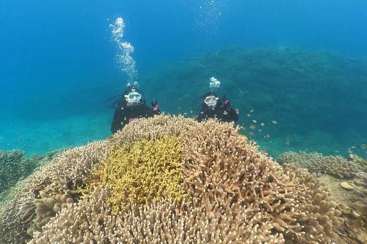 Okinawa Discover SCUBA: Two Guided Dives at Minna, Sesoko & Motobu photo 5