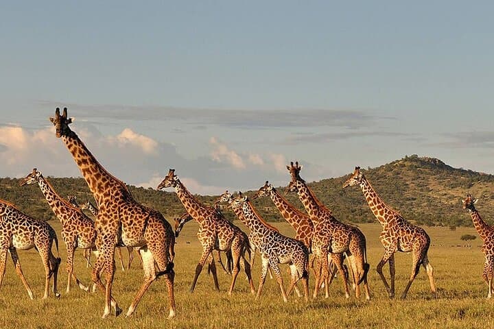 4-Day Luxury Safari from Zanzibar to Manyara, Serengeti & Ngorongoro