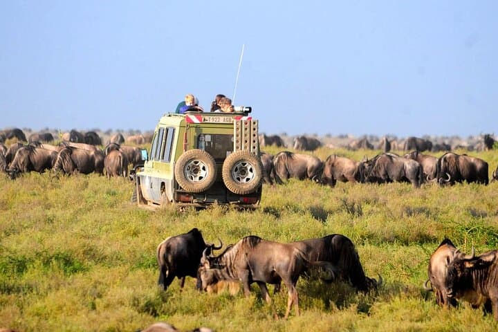 4-Day Luxury Safari from Zanzibar to Manyara, Serengeti & Ngorongoro photo 3
