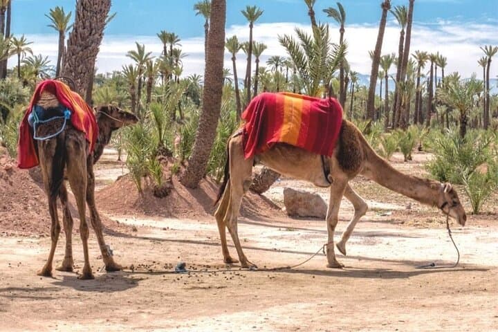 Camel Ride Through Marrakech Palm Grove — Berber Tea & Oasis Trek