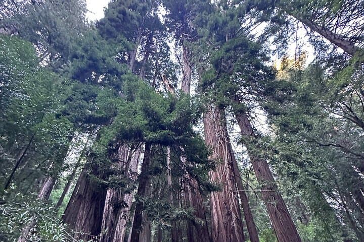 Alcatraz & Muir Woods Day Tour with Sausalito — Golden Gate Scenic Combo photo 4