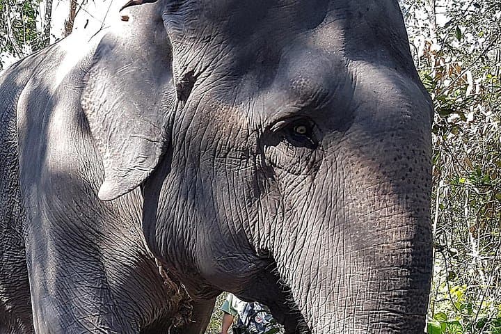 Vintage Jeep to Kulen Elephant Forest — Walk with Elephants near Siem Reap photo 4