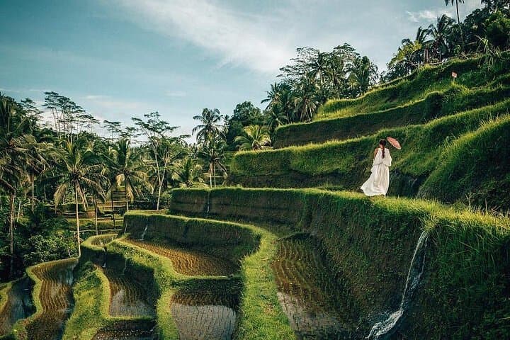 Ubud One-Day Highlights: Swing, Monkey Forest, Rice Terraces & Waterfall Tour photo 3
