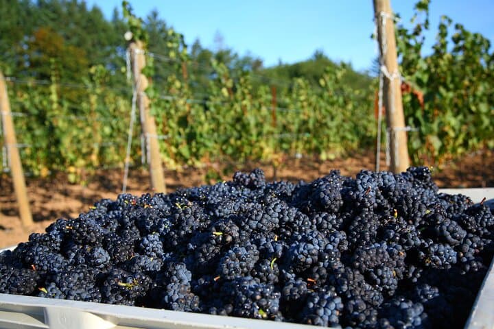 Willamette Valley Wine History Tour — Pinot Noir, AVAs & Vineyard Stories photo 2