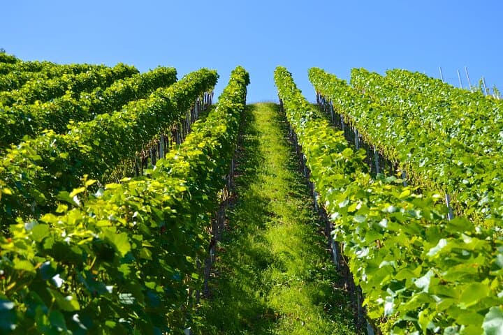 Willamette Valley Wine History Tour — Pinot Noir, AVAs & Vineyard Stories photo 3
