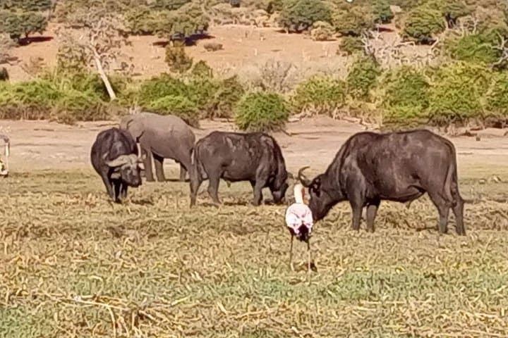 Chobe Full-Day Safari: Game Drive and Boat Cruise from Kasane photo 6