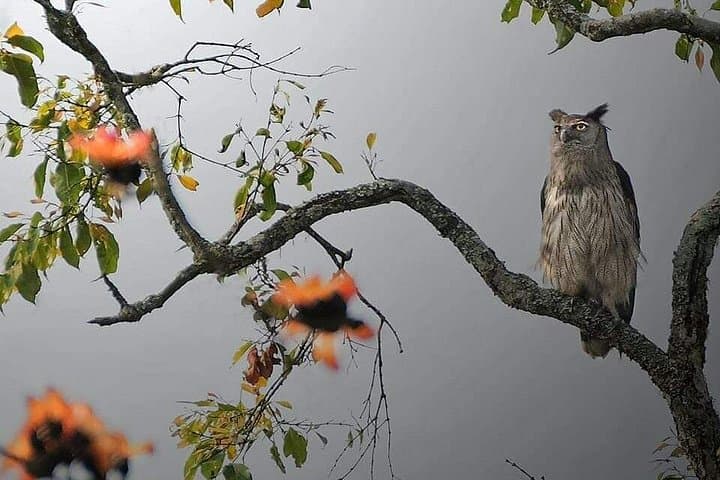 Kaziranga Wild and Exotic Wildlife Photography Safari from Guwahati