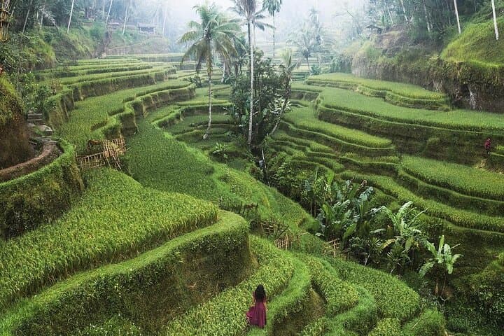 Full-Day Ubud Private Tour: Tegallalang Rice Terraces, Monkey Forest & Jungle Waterfall photo 3