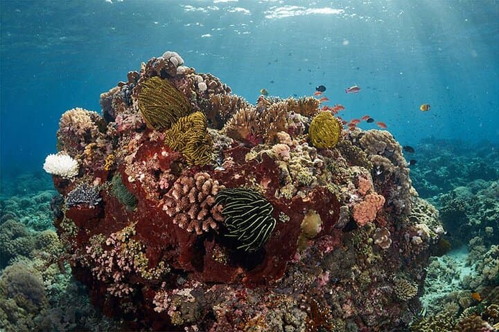 Beginner Discovery Scuba Diving in Anilao — Day Trip from Manila photo 4