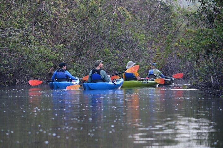 Everglades Kayak Safari: 2-Hour Mangrove Tunnel Adventure from Naples photo 4