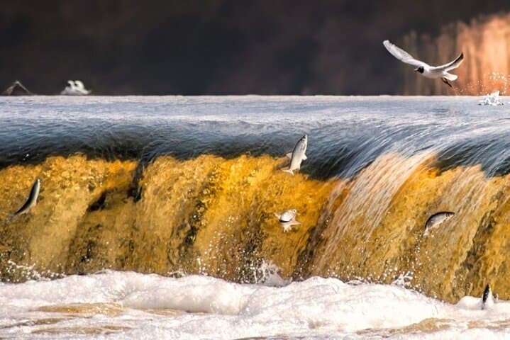 Visit Venta Rapid: Europe’s Widest Waterfall & Kuldīga Day Trip from Riga photo 4