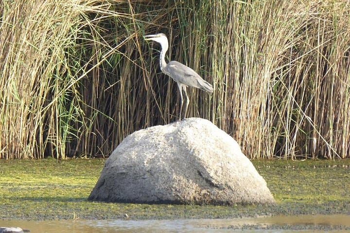 Aswan Felucca Bird-Watching Tour — Nile Islands Wildlife Cruise photo 2