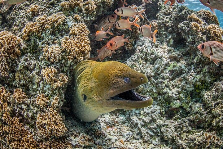 Introductory Scuba Diving in Bora Bora Lagoon — Shallow-Water Lesson with Certified Instructors photo 5