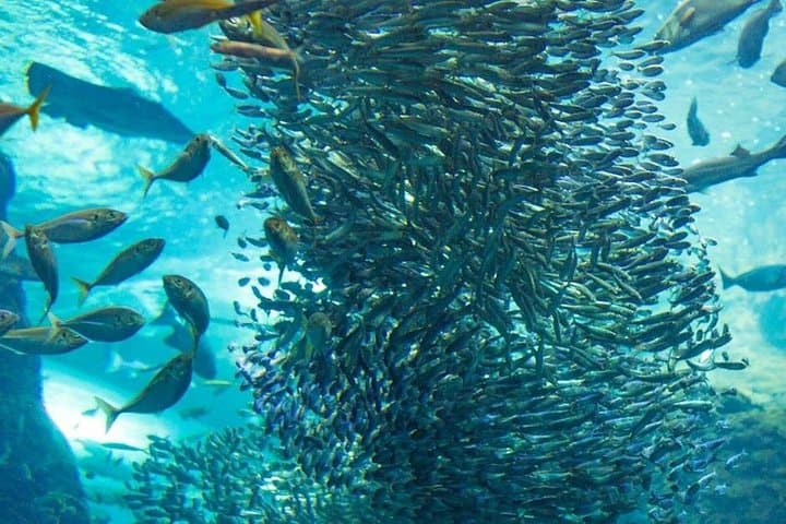 Napaling Sardine Run: Snorkel with Sardine Clouds off Panglao, Bohol