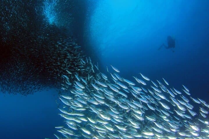 Napaling Sardine Run: Snorkel with Sardine Clouds off Panglao, Bohol photo 2